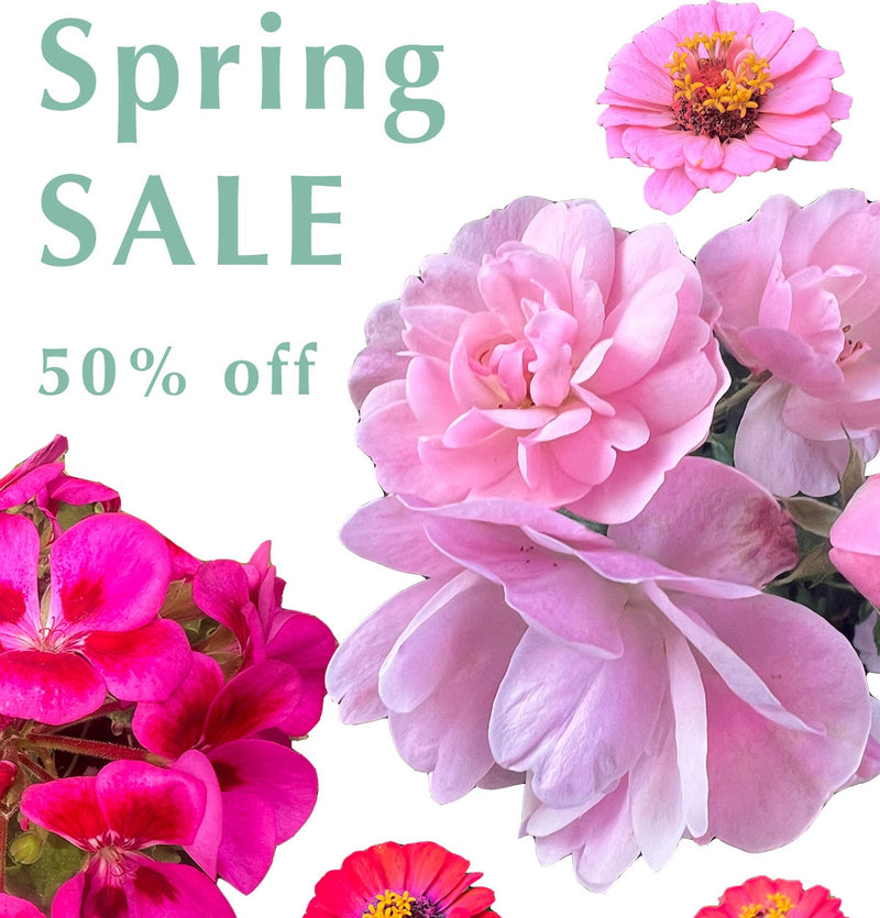 ⭐️ 50% OFF + FREE SHIPPING UNTIL MONDAY MAY 4TH